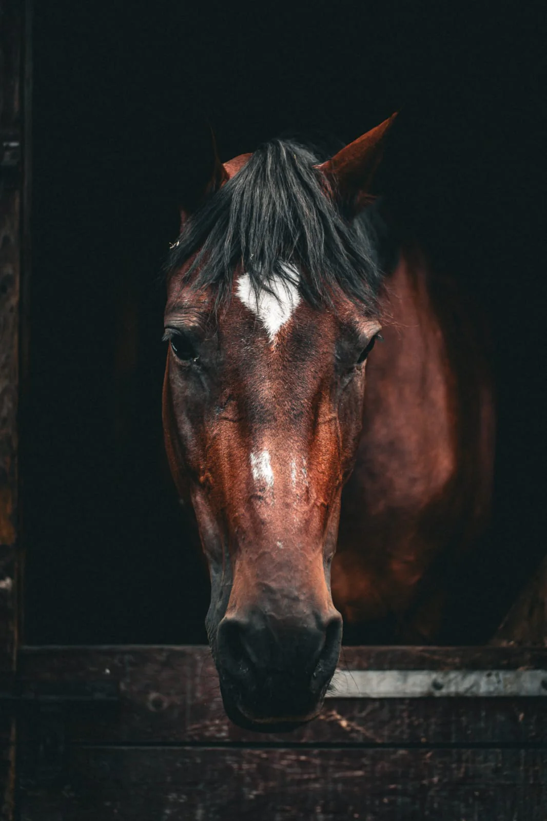 Koń podczas treningu w ośrodku Ponny Hoff
