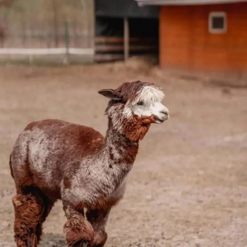 Spokojne chwile z koniem w stajni