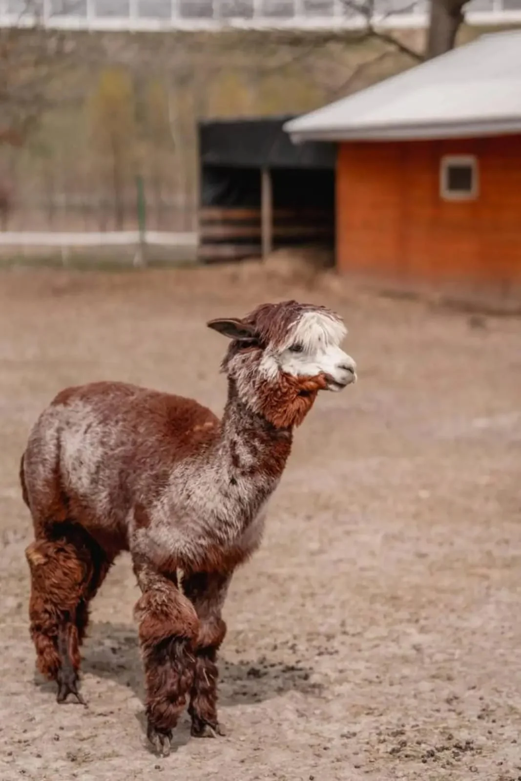 Spokojne chwile z koniem w stajni